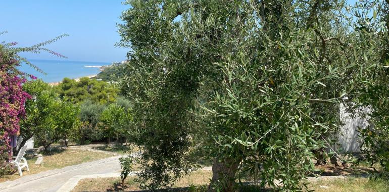 Vista sul mare con alberi e fiori in primo piano.