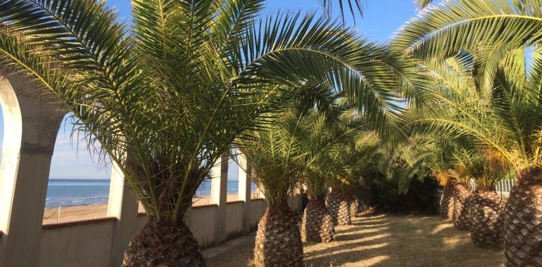 Palme lungo la spiaggia sotto un cielo azzurro.